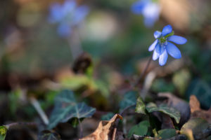 Liverwort, detail Liverwort, detail